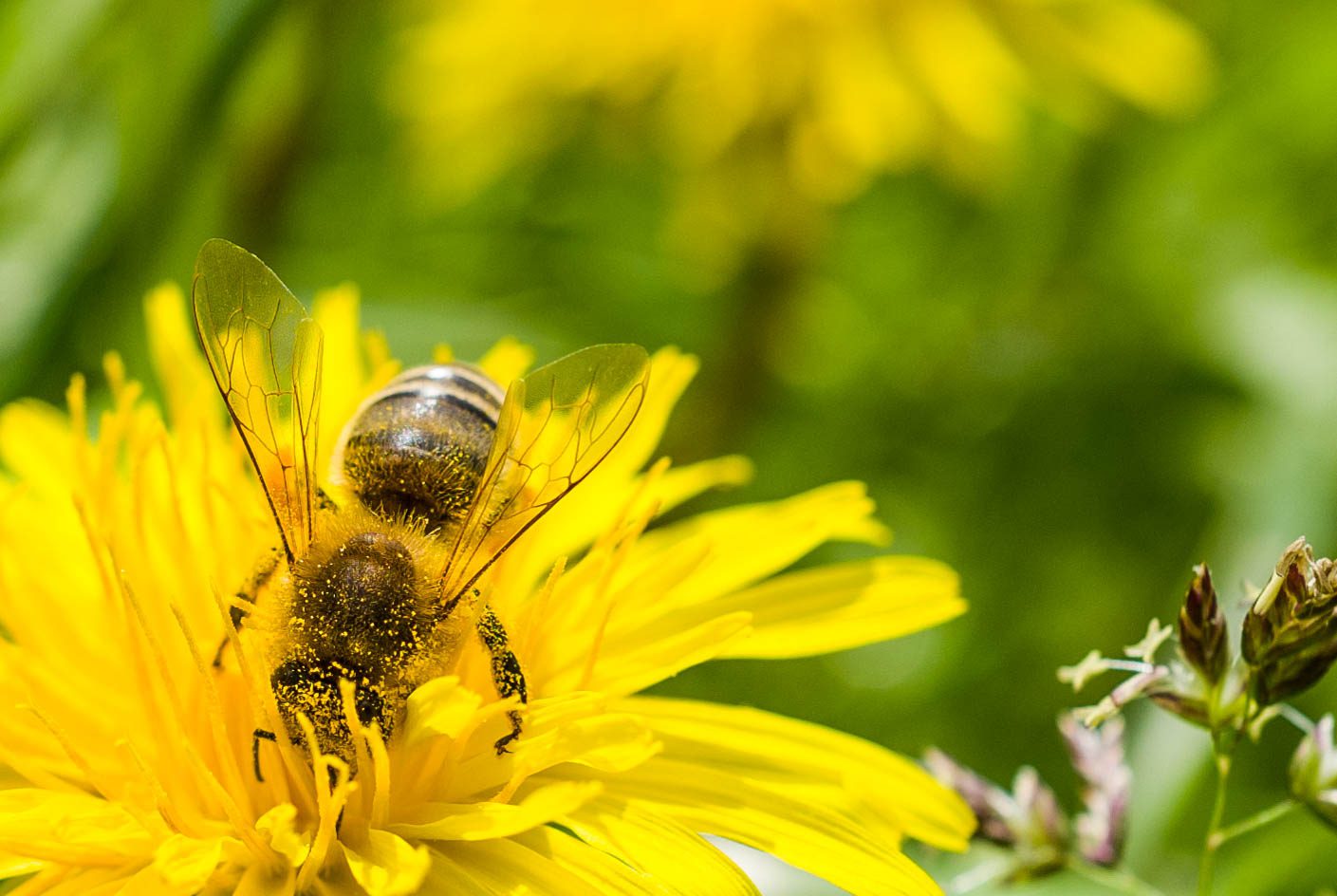 Biene Summ Herum Imkerei Und Wissenswertes Beim Bio Und Auszeithof Hinteregger