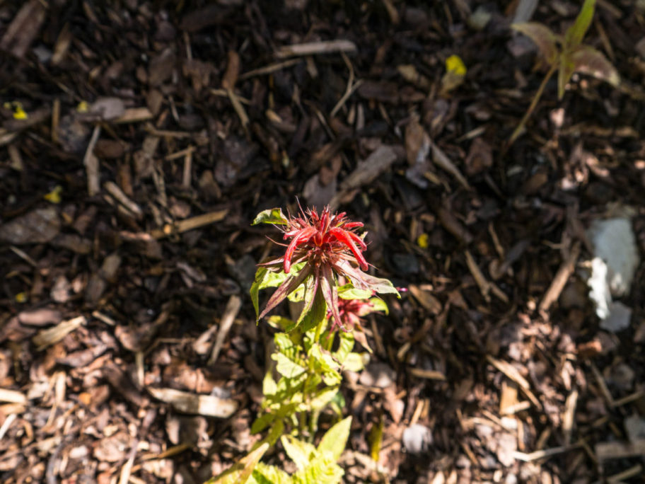 Kräutergarten Goldmeliise