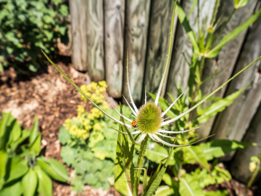 Kräutergarten Karde