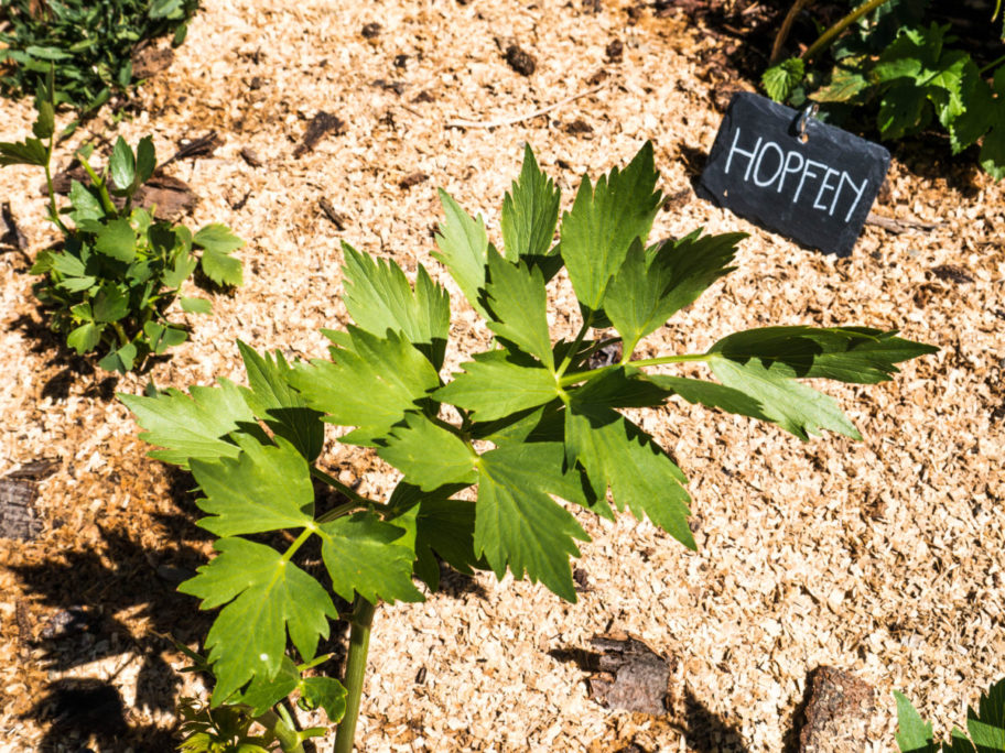Kräutergarten Hopfen