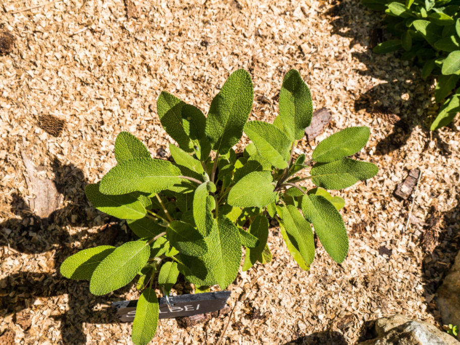 Kräutergarten Salbei