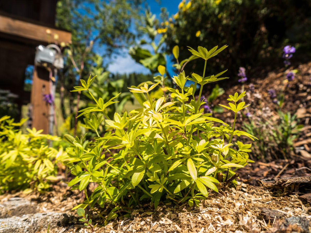 Waldmeister