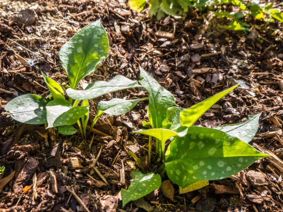 Kräutergarten Lungenkraut