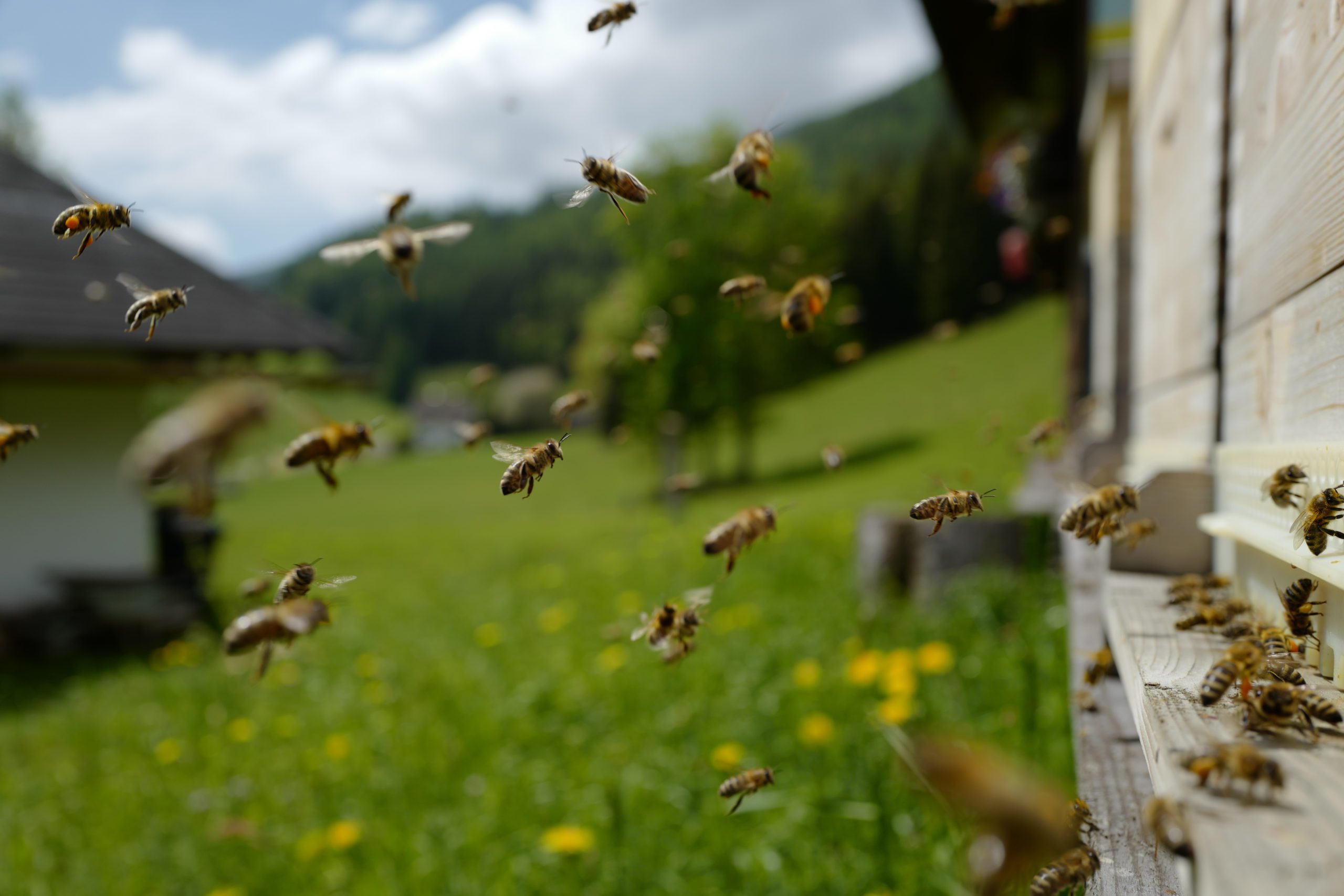 Bienenflug