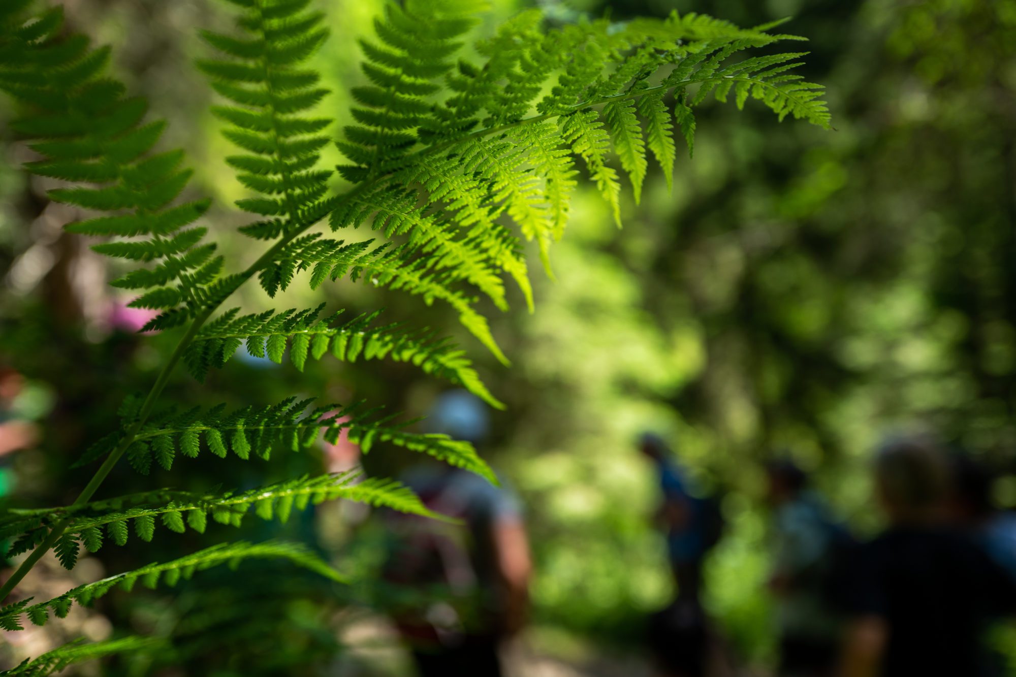 Kräuterwanderung