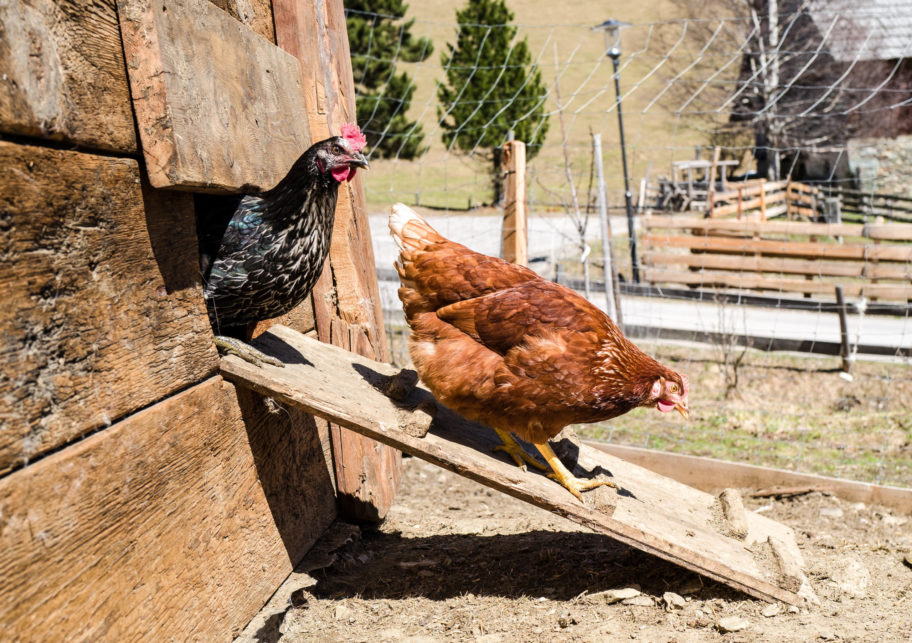 Green Care-Auszeithof-Hinteregger-Biosphärenpark-Nockberge-9
