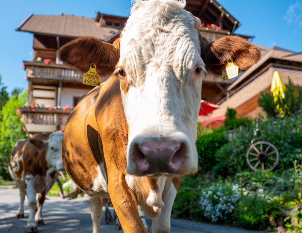 Urlaub am Bauernhof Kärnten