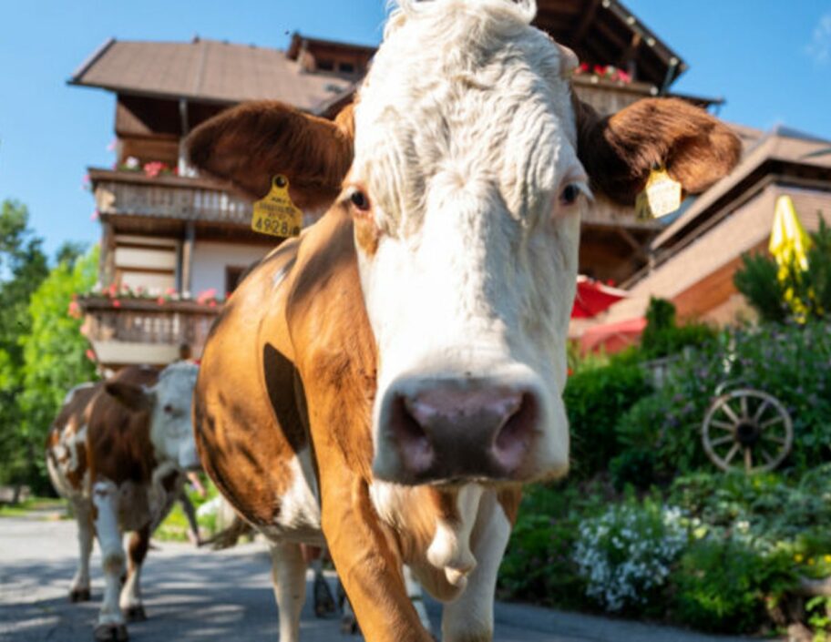 Urlaub am Bauernhof Kühe