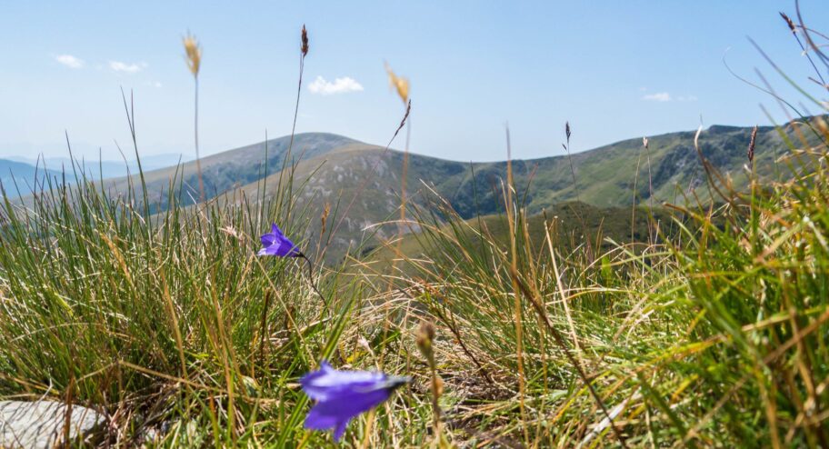 wander-september Blumen mit Bergen als Kulisse